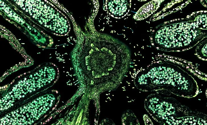 Microscopy